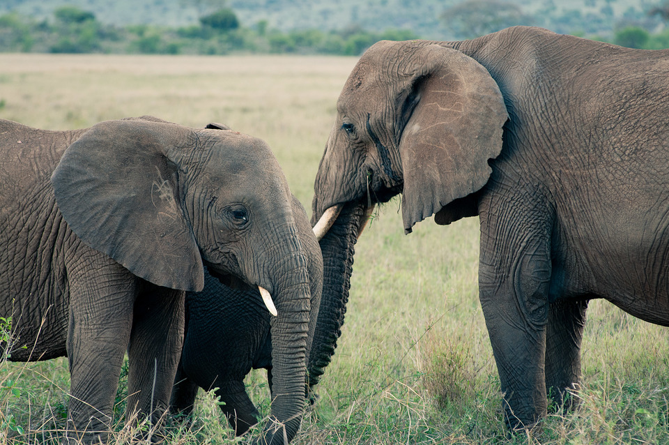 Elephants
