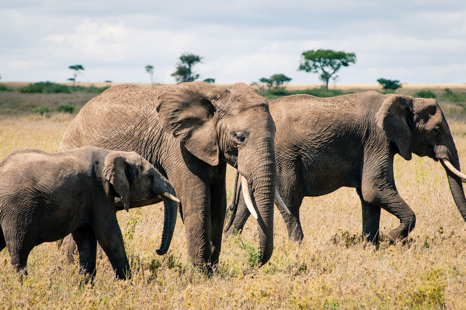 Elephants