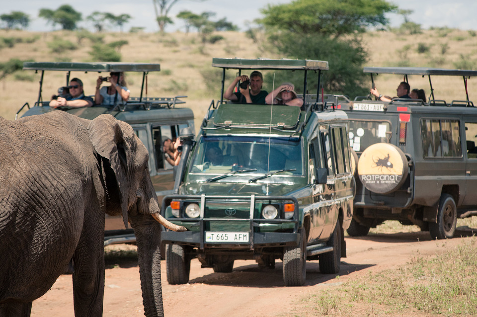 Elephants