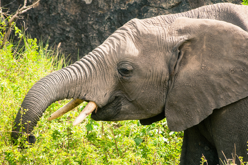 Elephants
