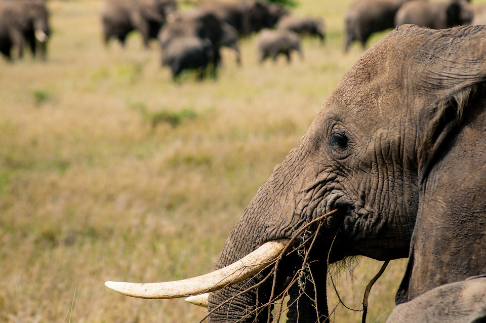 Elephants
