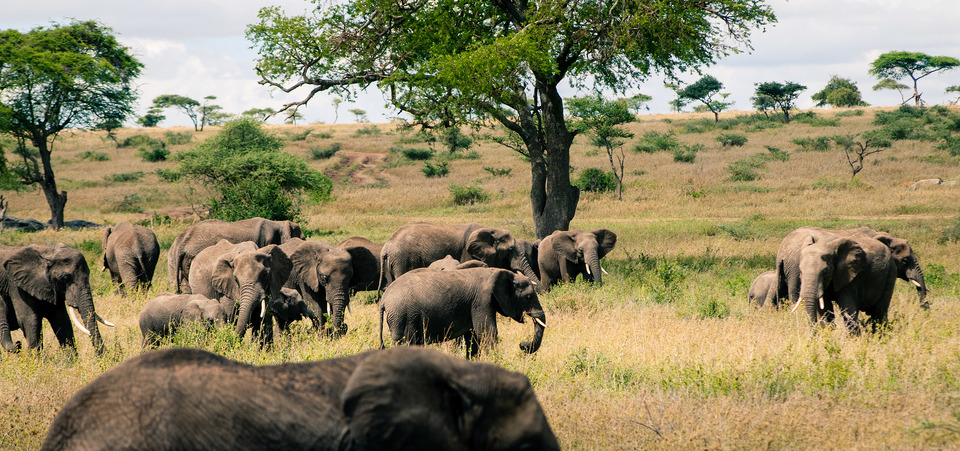 Elephants