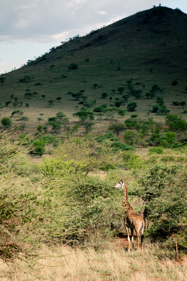 Giraffe