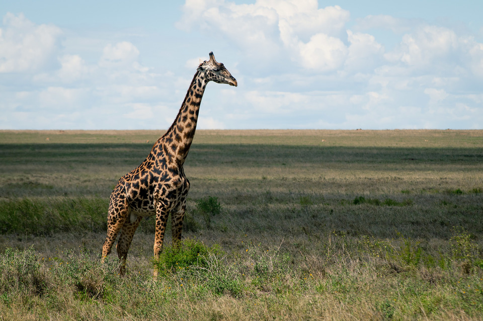 Giraffe