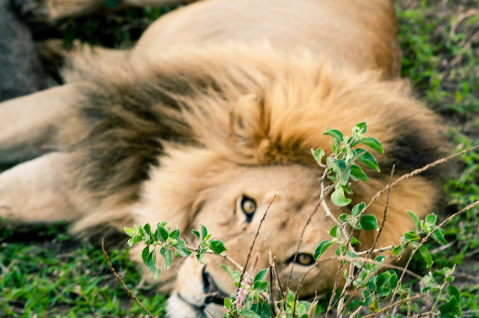 Lion