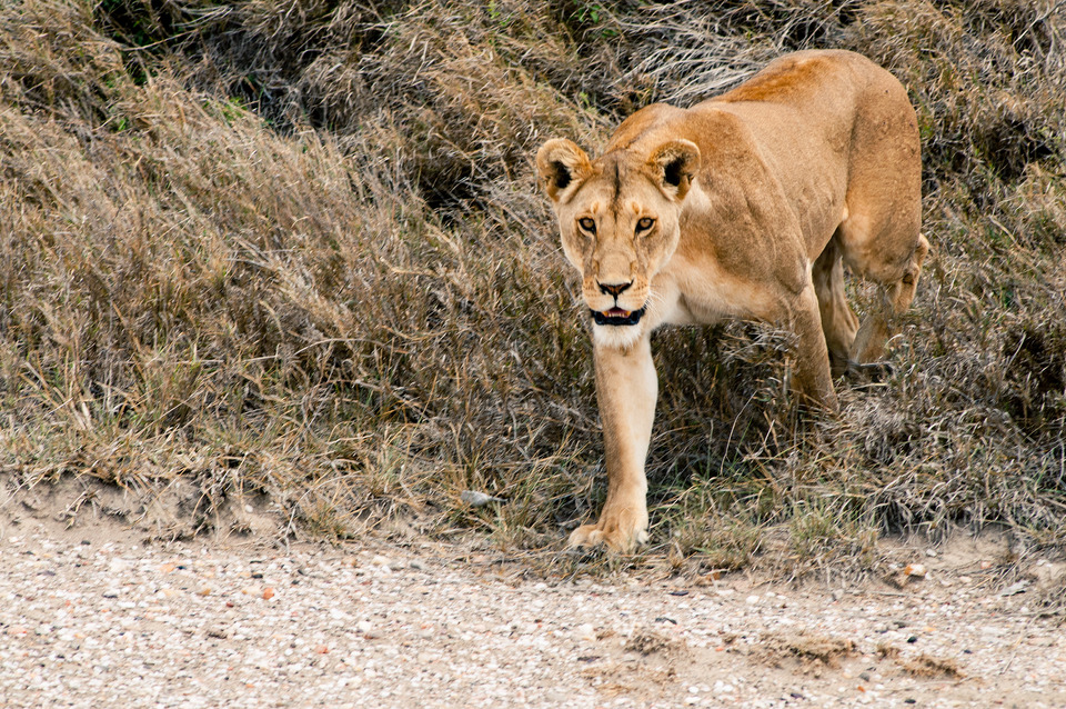 Lioness