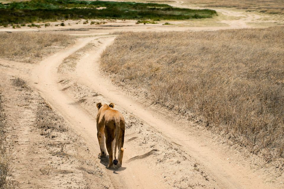 Lioness