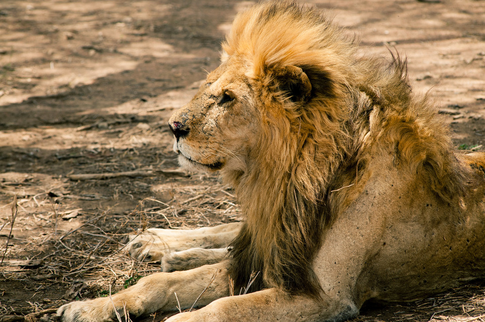 Lion