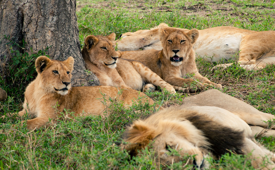 Lions