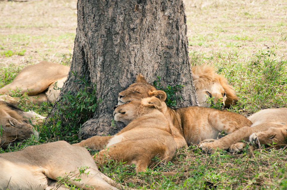 Lions