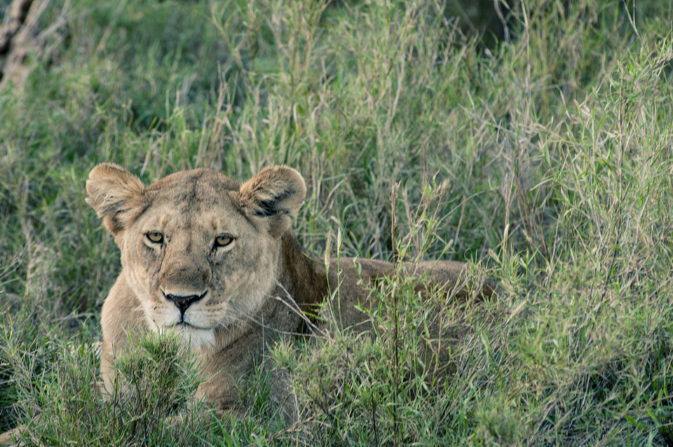 Lioness