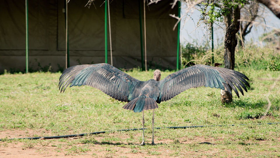 Marabou