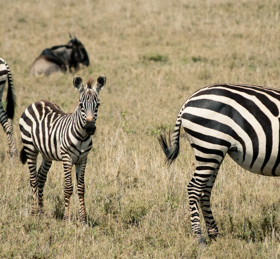 Zebras