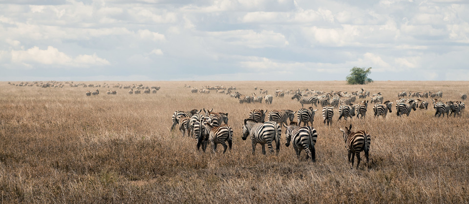 Zebras