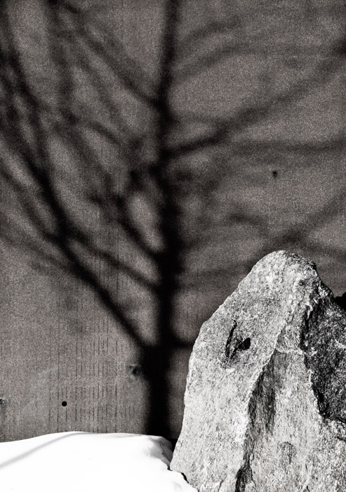 Shadow tree